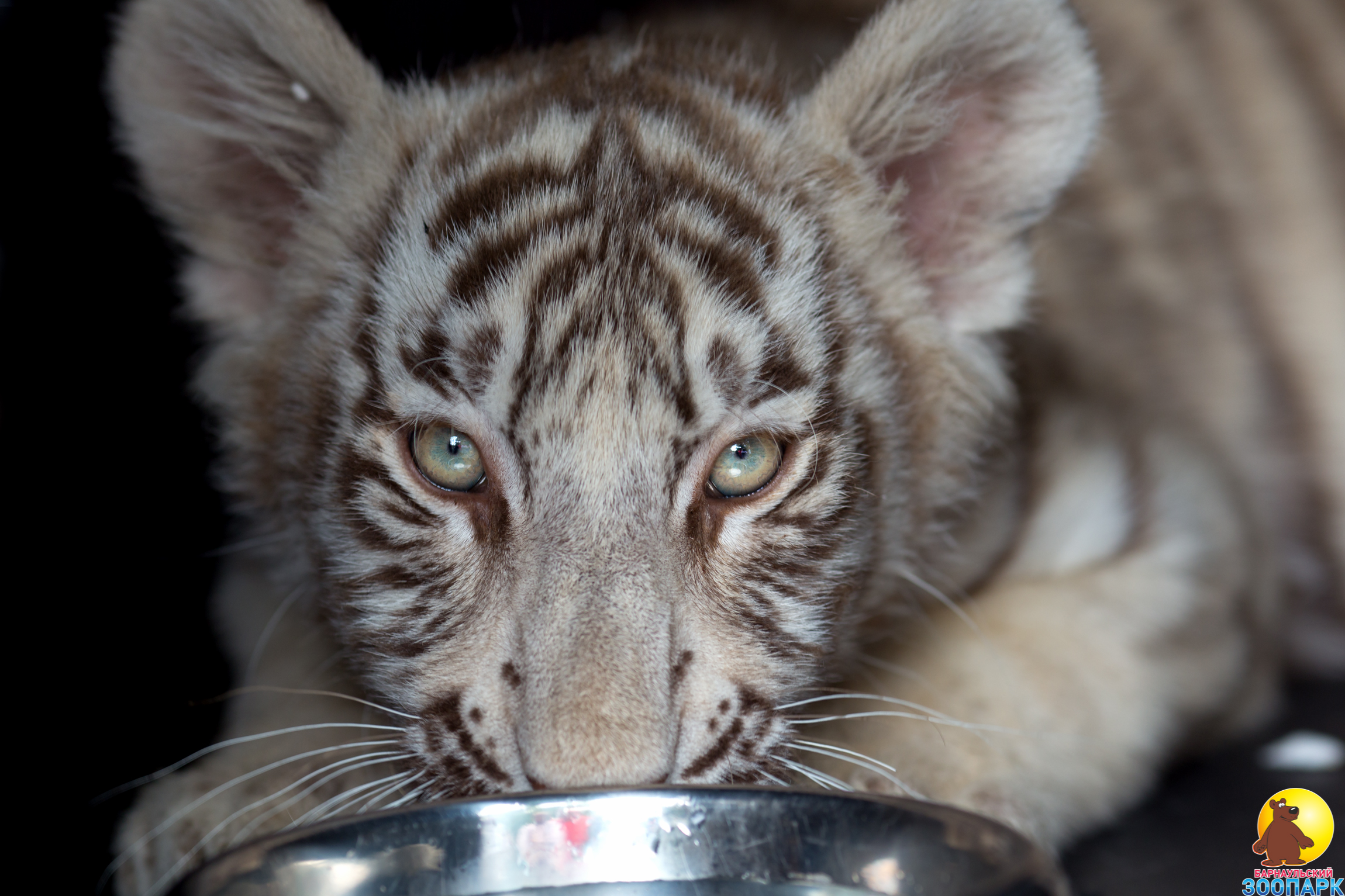 Бенгальский тигрёнок пополнил семью Барнаульского зоопарка