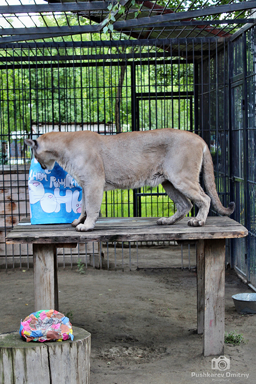 21 июля в зоопарке праздновали День рождения канадской пумы Рони.