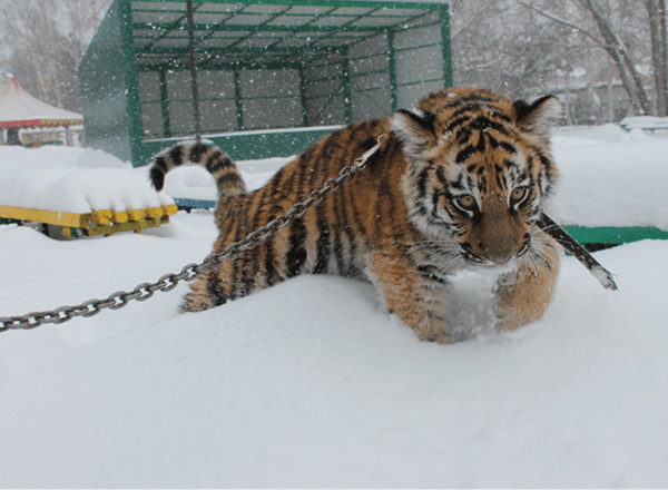 Тигрица Багира прибыла в Барнаульский зоопарк