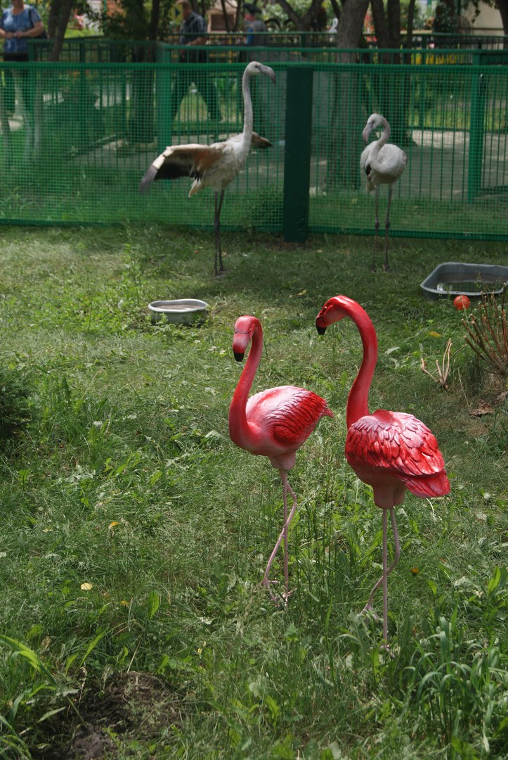 В вольере розовых фламинго появились необычно яркие птицы.