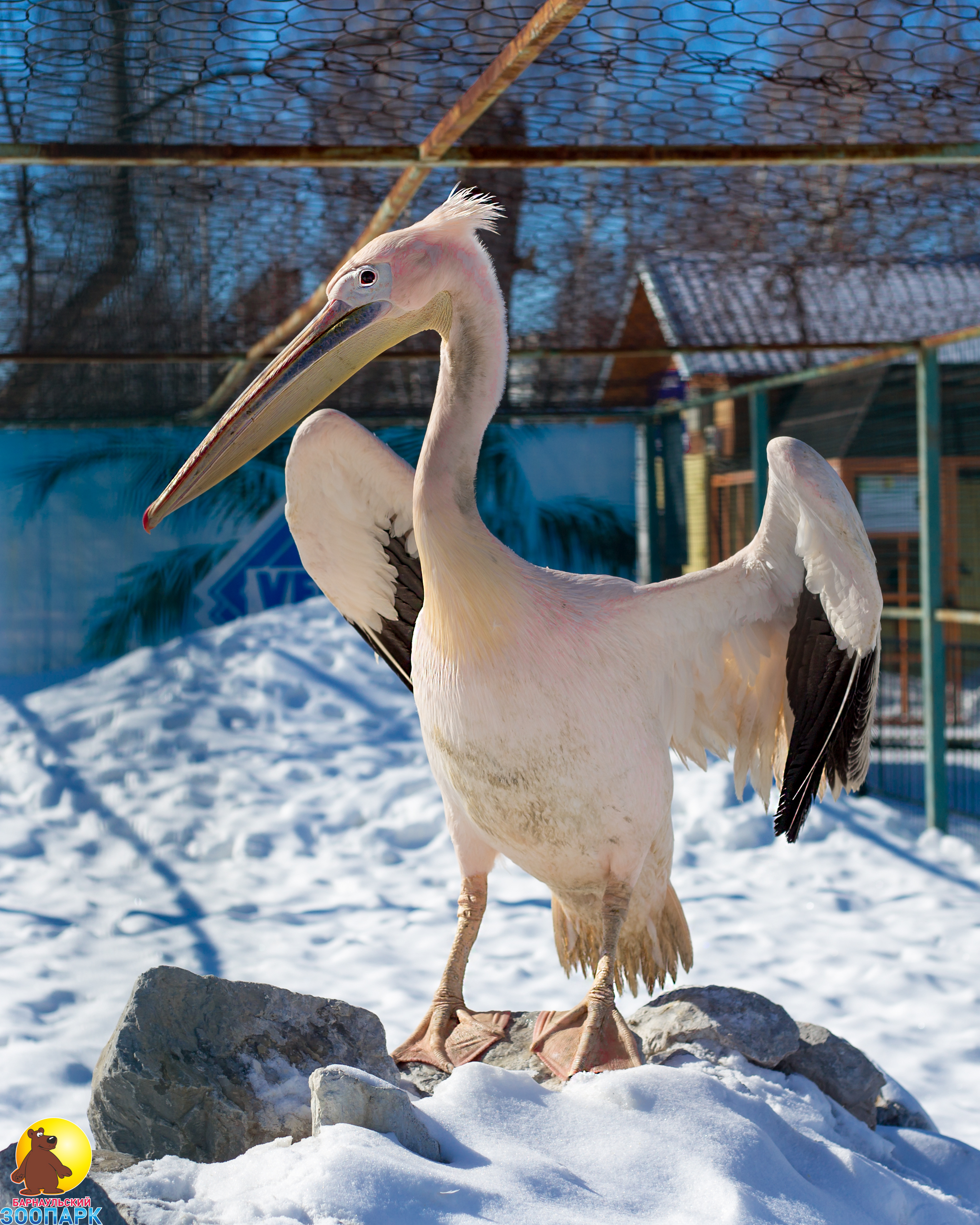 Интересные факты о пеликанах!