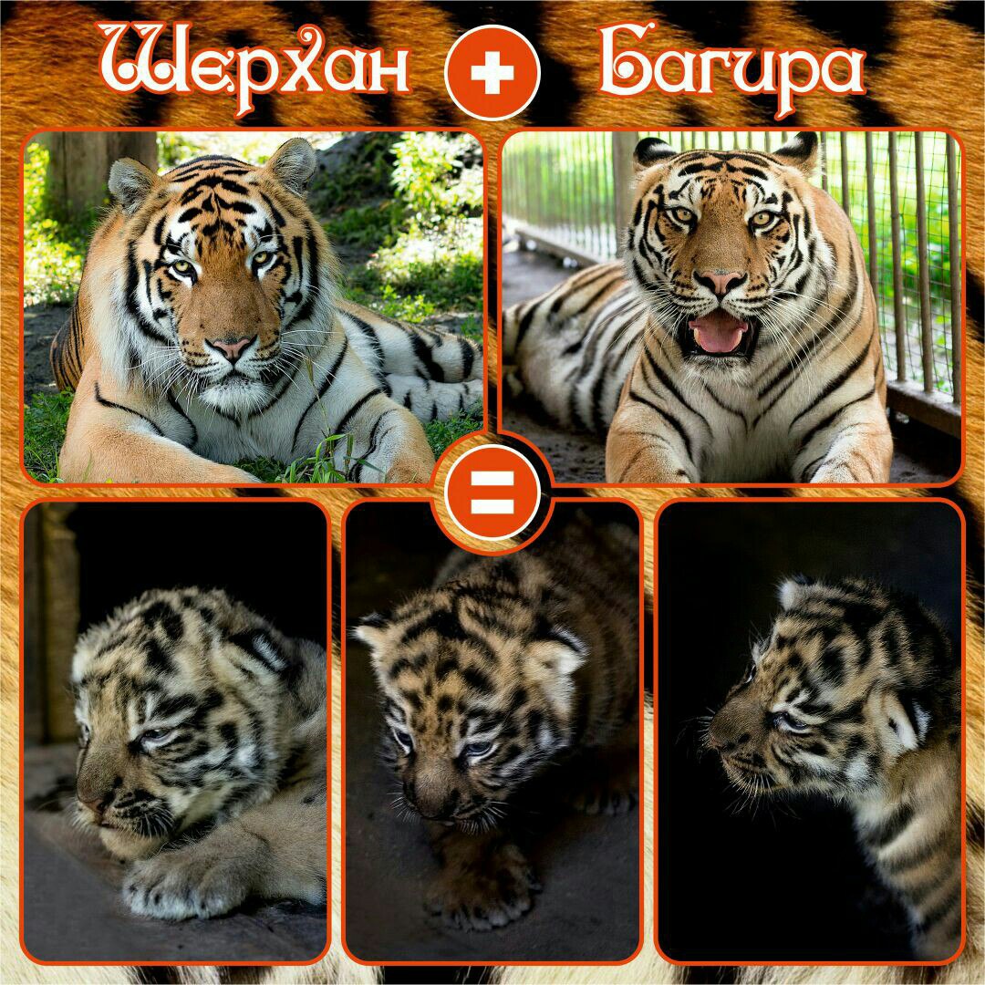 Шерхан и Багира подарили зоопарку троих прекрасных тигрят