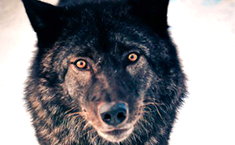 Канадский волк 