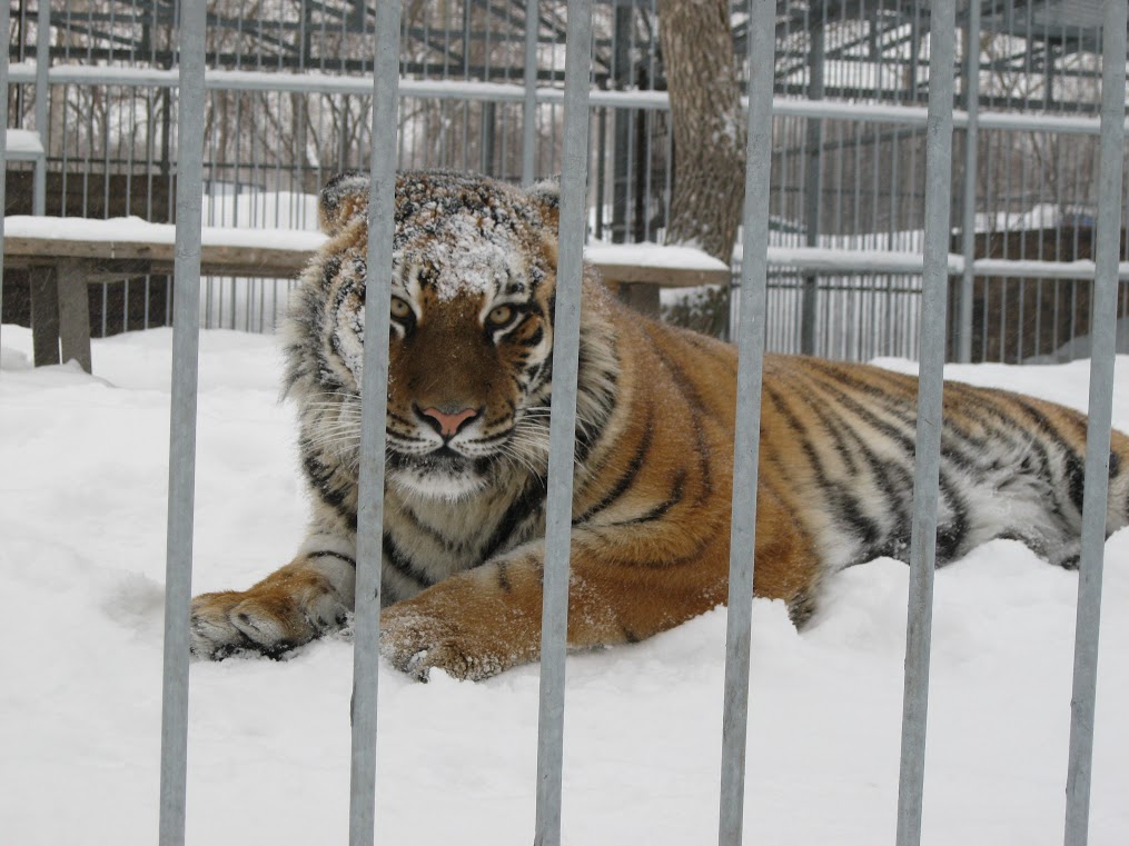 Зимний зоопарк в москве