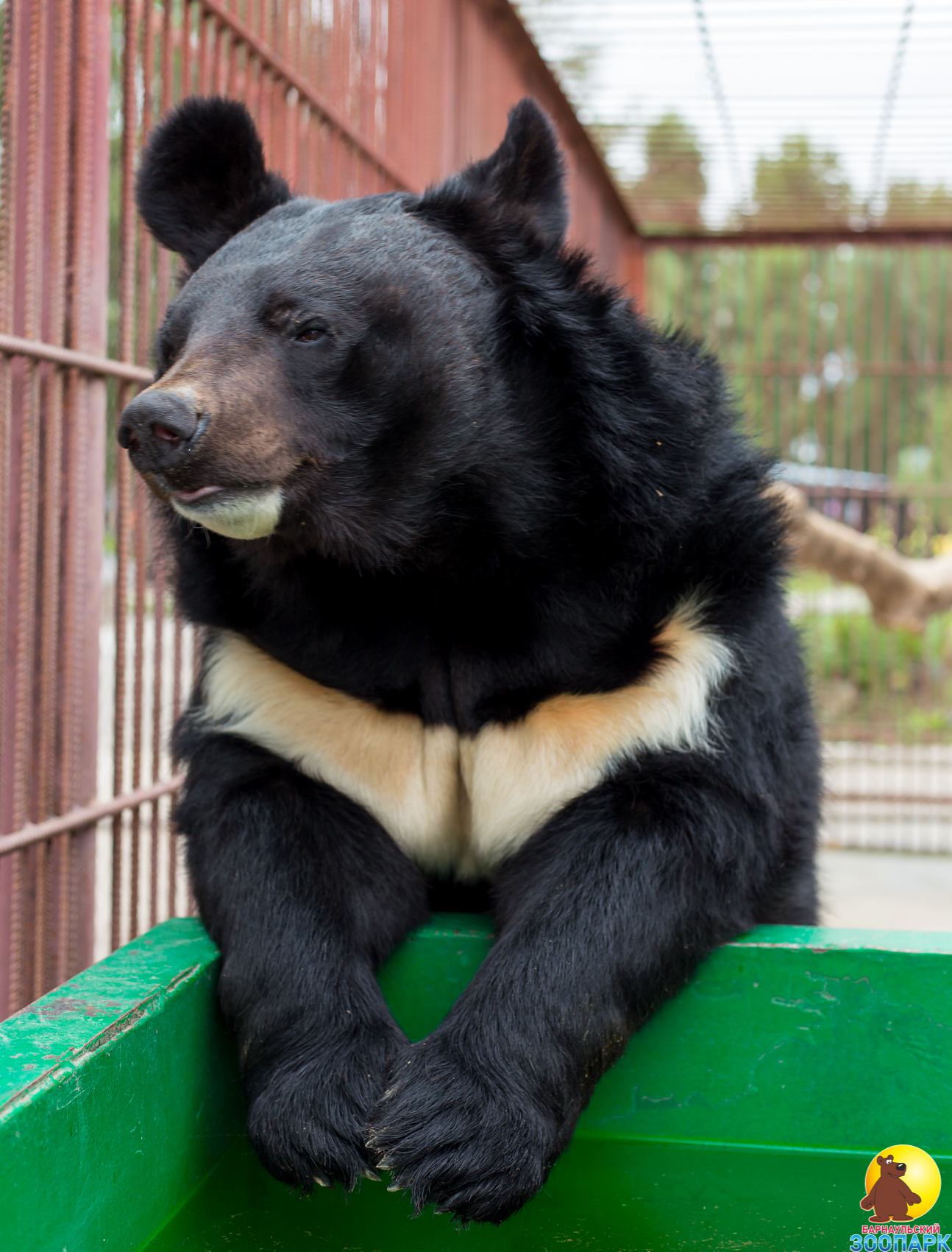 Гималайский медвежонок. Гималайский белогрудый медведь. Медведь Дальневосточный белогрудый. Гималайский медведь в зоопарке. Гималайский медведь дальнего Востока.