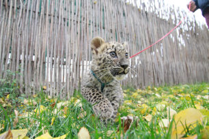 Барнаульский зоопарк приобрёл в Москве самку леопарда.